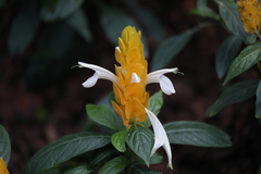 Pachystachys lutea