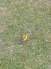 Phrygilus patagonicus