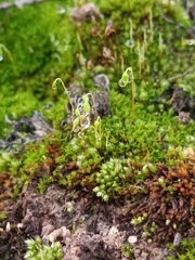 Ptychostomum capillare