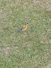 Phrygilus patagonicus