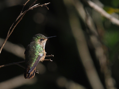 Selasphorus scintilla