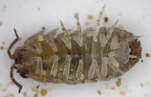 Armadillidium arcangelii