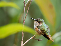 Selasphorus scintilla