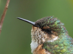 Selasphorus scintilla