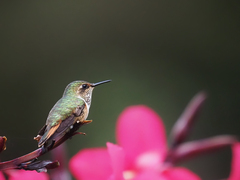 Selasphorus scintilla