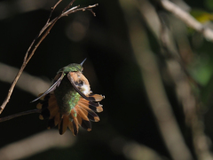 Selasphorus scintilla