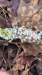 Parmotrema perforatum