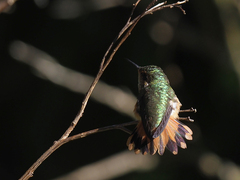 Selasphorus scintilla