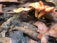 Cantharellus coccolobae