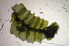 Lophocolea bidentata