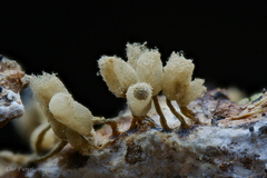Arcyria cinerea