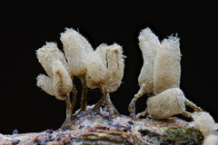 Arcyria cinerea