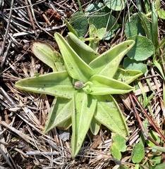 Pinguicula lutea