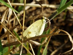 Pyrisitia lisa centralis