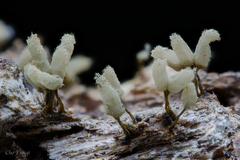 Arcyria cinerea