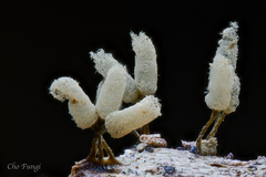 Arcyria cinerea
