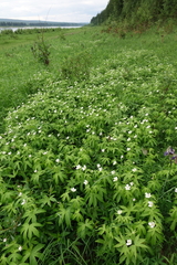 Anemonastrum dichotomum