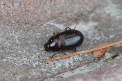Helopini