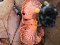 Cantharellus coccolobae