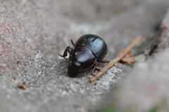 Helopini