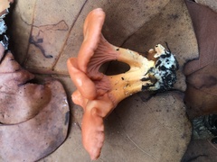 Cantharellus coccolobae