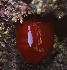 Actinia mediterranea