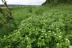 Anemonastrum dichotomum