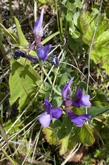 Lathyrus magellanicus