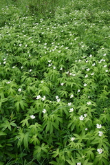 Anemonastrum dichotomum