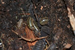 Armadillidium pictum