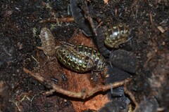 Armadillidium pictum