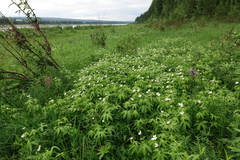 Anemonastrum dichotomum