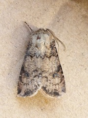 Agrotis clavis