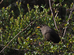 Turdus nigrescens