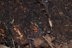 Armadillidium pictum