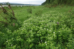 Anemonastrum dichotomum