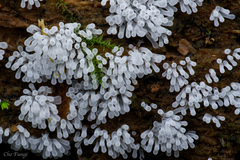 Ceratiomyxa