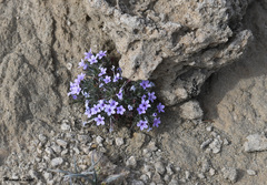 Langloisia setosissima setosissima