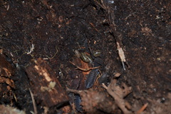 Armadillidium pictum