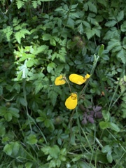 Calceolaria biflora