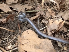 Contia tenuis