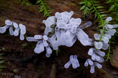 Ceratiomyxa