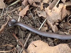Contia tenuis