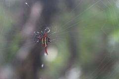 Gasteracantha milvoides
