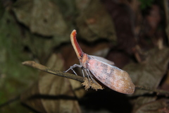Pyrops sultanus