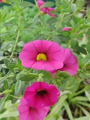 Calibrachoa