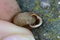 Helicodonta obvoluta