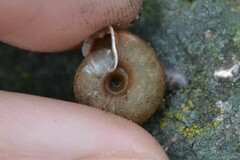 Helicodonta obvoluta