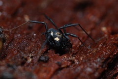 Nemastoma bimaculatum