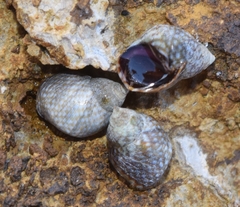 Echinolittorina punctata